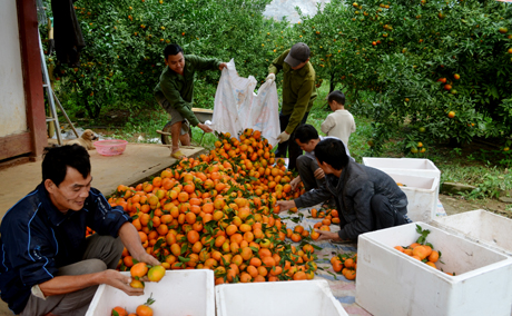 Đến nay, nhiều hộ trồng cam ở Thượng Bằng La đã cho thu nhập từ 100 triệu đồng đến trên dưới 1 tỉ đồng/năm.